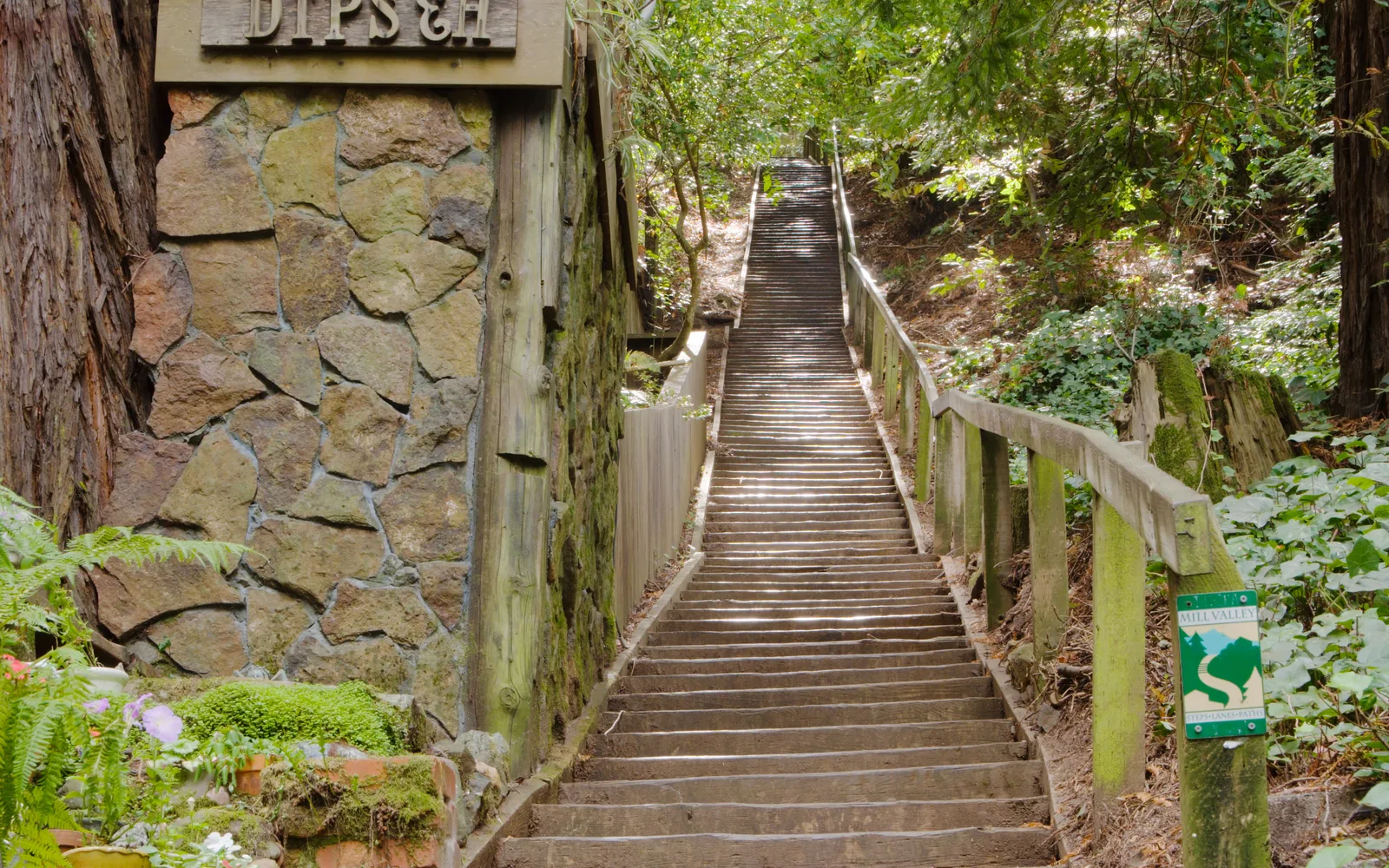 Hiking trail with wooden stairs descending through trees and coastal canyon landscape